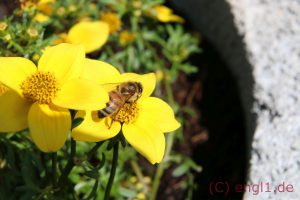 IMG_1206