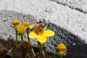 IMG_1207