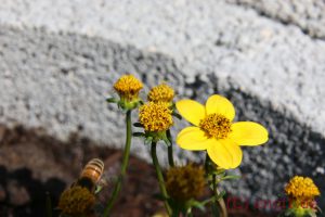 IMG_1208