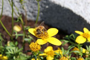 IMG_1209