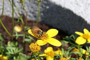IMG_1210