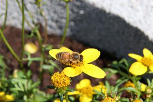 IMG_1211