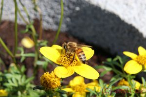 IMG_1212