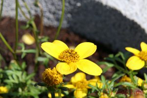 IMG_1214