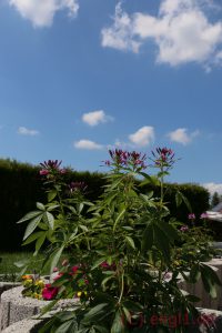IMG_1218