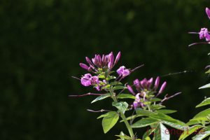 IMG_1219