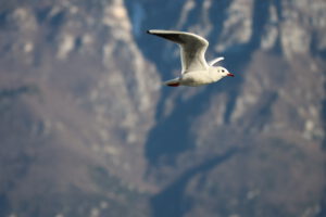 Limone Gardasee
